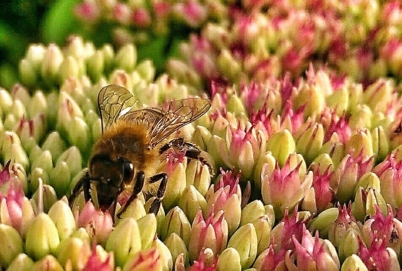 119740699553ff94540a41c4.54115767